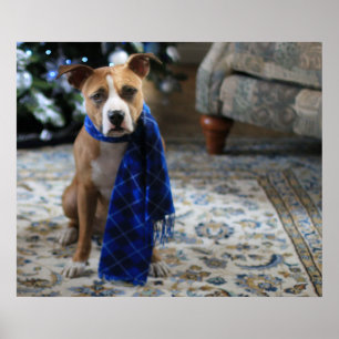 Holiday Cheer from Pit Bull Rescue Dog Poster