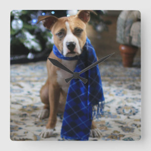 Holiday Cheer from Pit Bull Rescue Dog Square Wall Clock