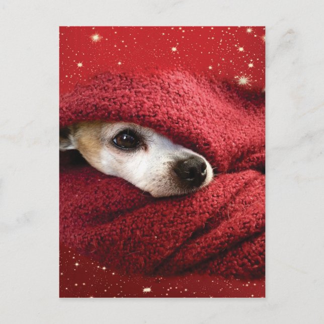 Holiday Chihuahua (Front)