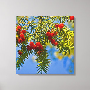 Holiday Conifers Canvas Print