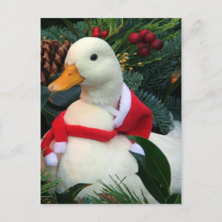 Holiday Duck Postcard