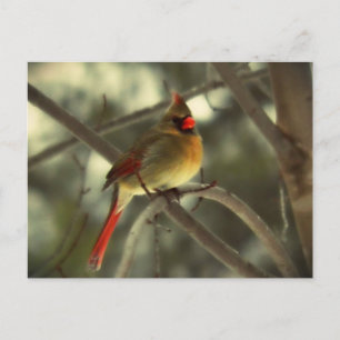 Holiday Female Cardinal