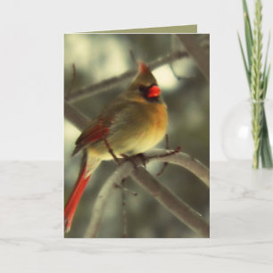Holiday Female Cardinal Card