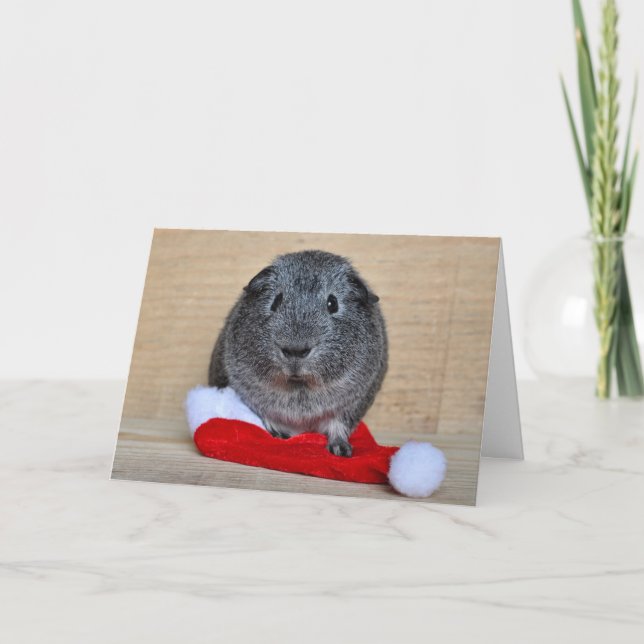 Holiday Guinea Pig (Front)