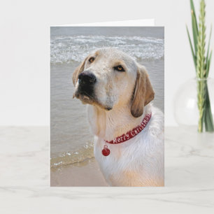 Holiday Labrador Retriever