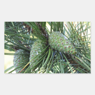 Holiday Pine Cones Rectangular Sticker
