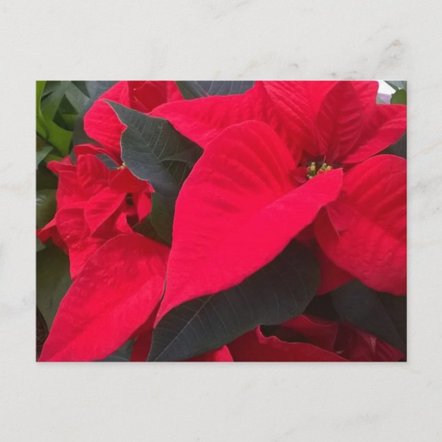 Holiday Red Postcard (Front)
