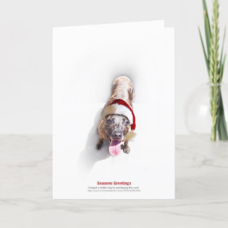 Holiday Shelter Dog 2