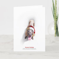 Holiday Shelter Dog 2