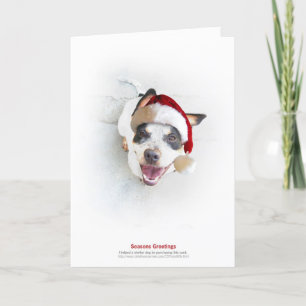Holiday Shelter Dog Card