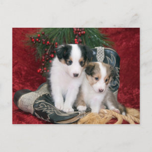 Holiday Shetland Sheepdog Puppies