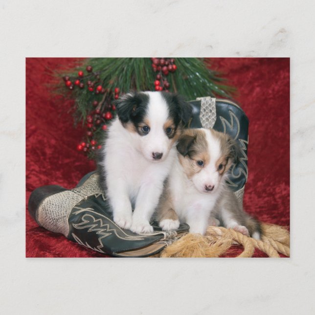 Holiday Shetland Sheepdog Puppies (Front)