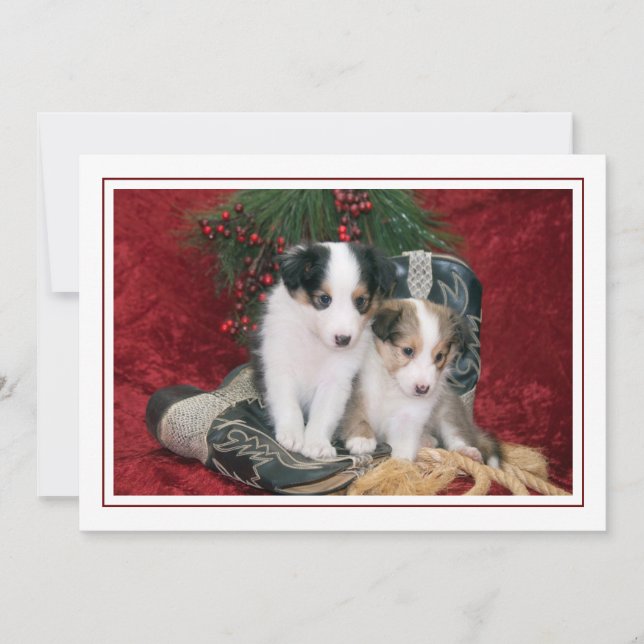 Holiday Shetland Sheepdog Puppies Card (Front)