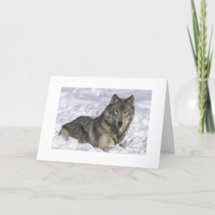 Holiday Snow Wolf Xmas Blank Inside Christmas Card