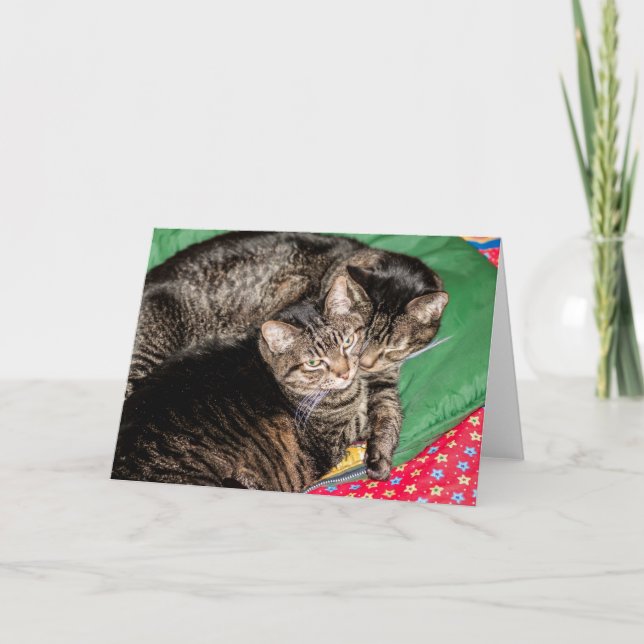 Holidays - Christmas - Everyday - Two Cats Holiday Card (Front)