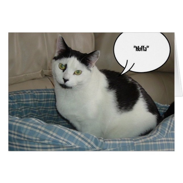 Holla (Front Horizontal)