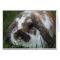 Holland Lop Bunny by T Schwandt Photography