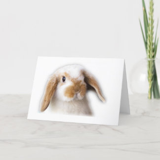Holland Lop Greeting Card