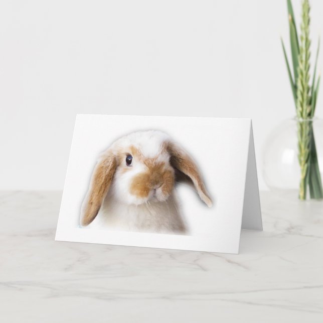 Holland Lop Greeting Card (Front)