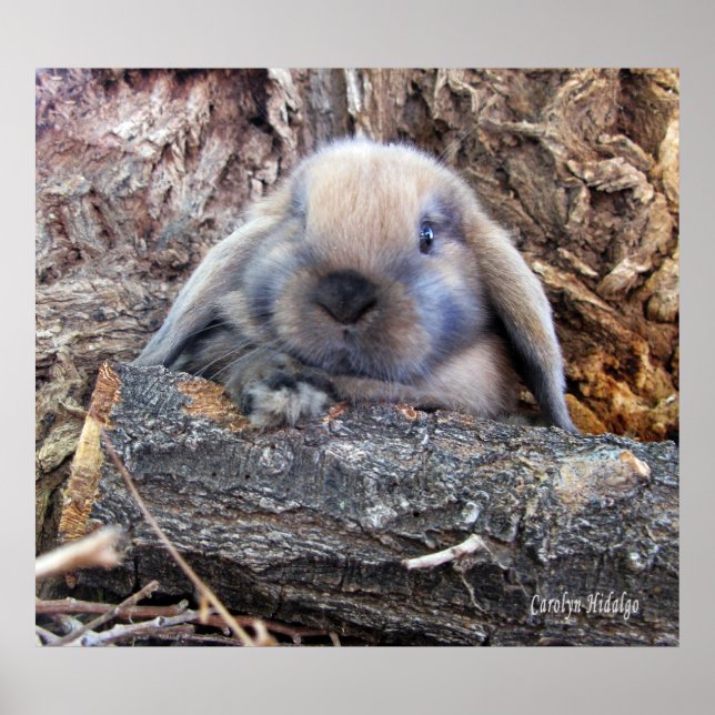 Holland Lop Poster (Front)
