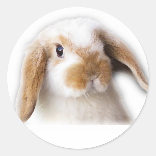 Holland Lop Sticker (Front)