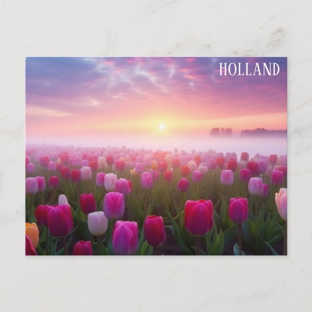 Holland Netherlands Dutch Tulips Travel Photo Postcard (Front)