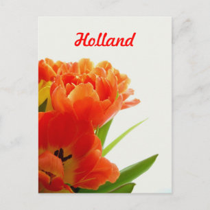 Holland, Orange Tulips Postcards