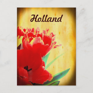 Holland, Orange Tulips Postcards