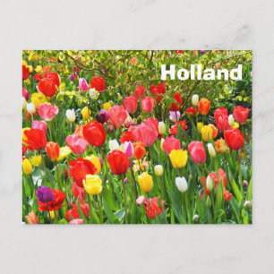 Holland Postcard