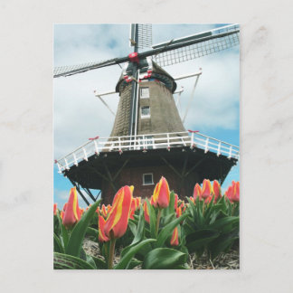 Holland Tulip Time Flowers Windmill Postcard