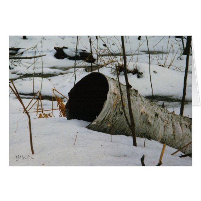 Hollow Birch (Front Horizontal)