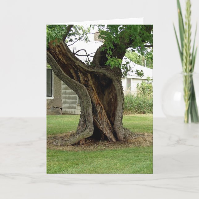 Hollow Tree Card (Front)
