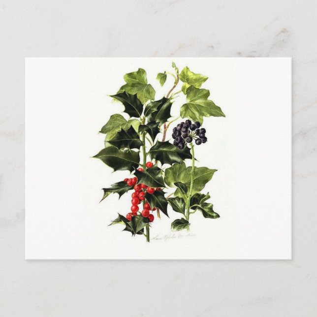 holly and ivy design Christmas Holiday Postcard (Front)