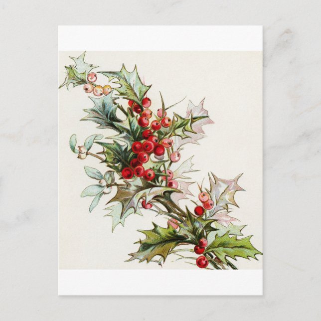 Holly Berries 004 Postcard (Front)