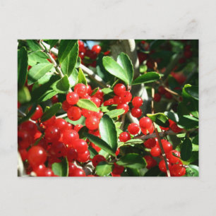 Holly Berries Postcard