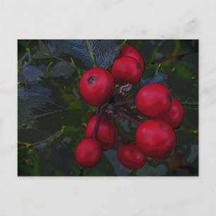 Holly Berries Postcard