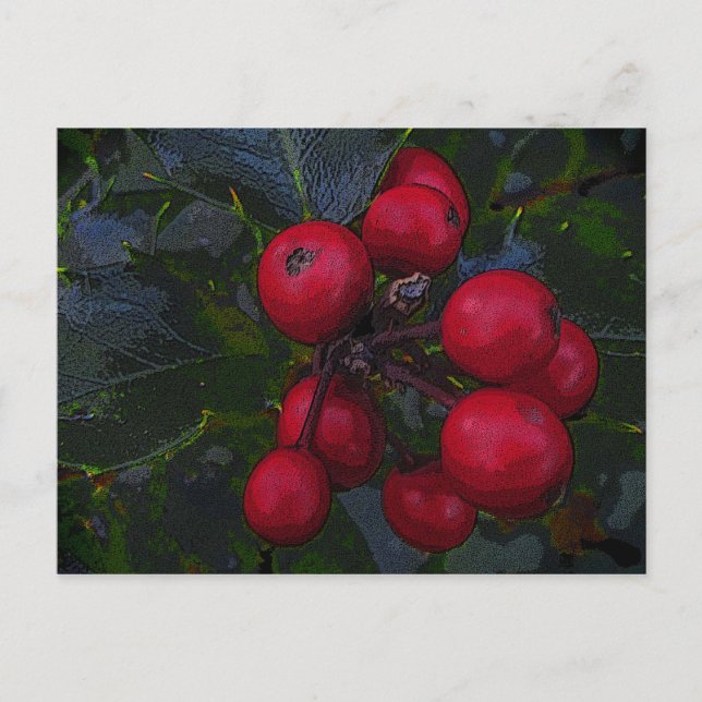 Holly Berries Postcard (Front)