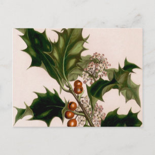holly berries postcard