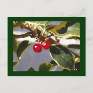 Holly Berry Postcard