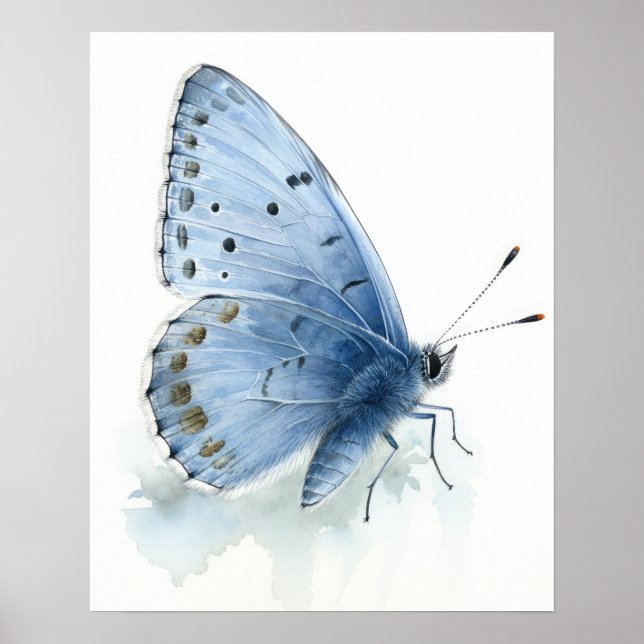 Holly Blue Butterfly Art Print Poster (Front)