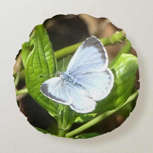 Holly Blue Butterfly Round Pillow (Front)