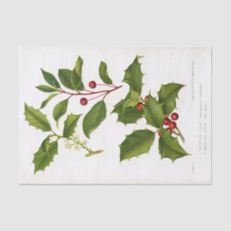 Holly Botanical Illustration Christmas Tissue Paper