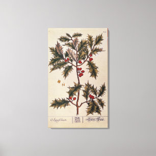 Holly from 'A Curious Herbal', 1782 Canvas Print