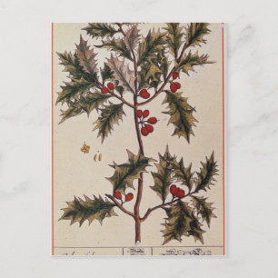 Holly from 'A Curious Herbal', 1782 Postcard