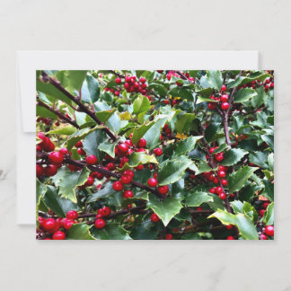 Holly leaves and Berries Holiday Card