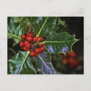 Holly Leaves and Berries Postcard