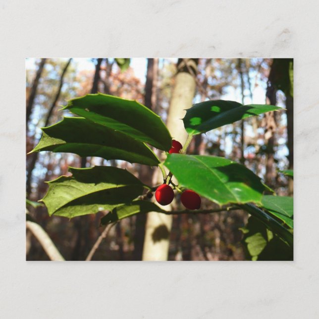 Holly Leaves I Holiday Botanical Postcard (Front)