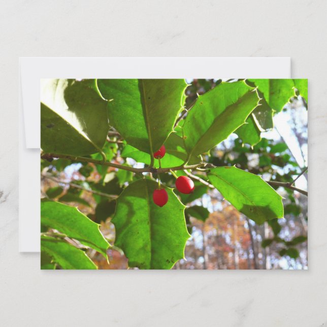 Holly Leaves II Holiday Nature Botanical Card (Front)
