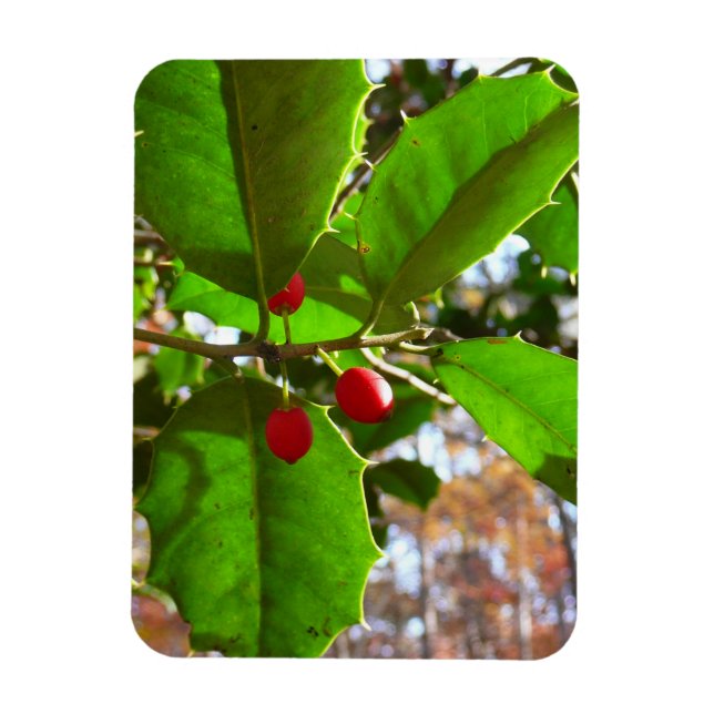 Holly Leaves II Holiday Nature Botanical Magnet (Vertical)
