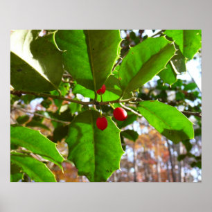 Holly Leaves II Holiday Nature Botanical Poster